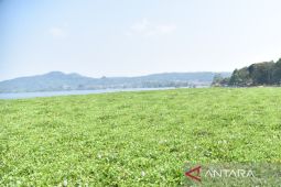 Kuningan prioritaskan penanganan eceng gondok di Waduk Darma