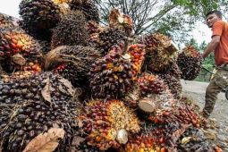 Bupati Merangin minta PKS patuhi ketetapan Disbun Jambi