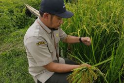 BRMP rouguing generatif I produksi benih sumber padi di Aceh Jaya