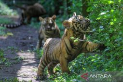 Perkenalan anak harimau sumatra di TSI II Prigen