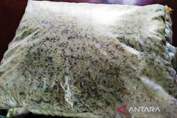 Dinsos Aceh Barat sortir beras bantuan yang rusak dan berkutu