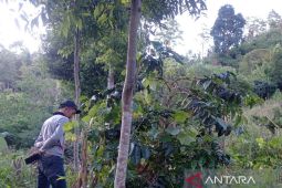 BBTNKS turunkan tim untuk dalami laporan kemunculan harimau di Kerinci
