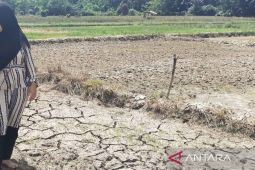 Alasan Petani di Pulau Simeulue Aceh tunda penanaman padi