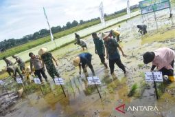 Kubu Raya optimalkan Food Estate dengan Program Optimalisasi Lahan