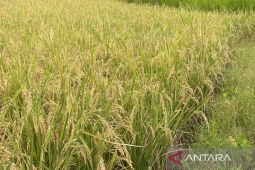 Kuningan dipilih jadi pusat gerdal hama tingkat Jabar