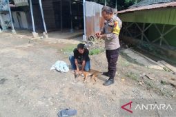 Anjing penggigit lima warga dan seorang Polisi di Batang Toru akhirnya mati saat dikarantina