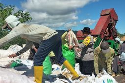 Polres Nabire dampingi petani jagung dukung ketahanan pangan daerah