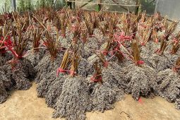 Pakar usul pengembangan bioetanol dari sorgum agar tak ganggu pangan