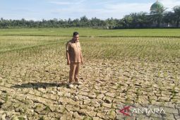 600 Ha leebih lahan sawah di Nagan Raya mengalami kekeringan