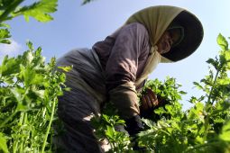 Pemkot Batu optimalkan "green house" cegah "bediding"