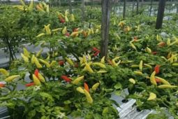 DKP3 Tabalong lanjutkan program Kampung Hortikultura