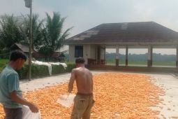 Harga jagung pipilan di Lebak alami kenaikan