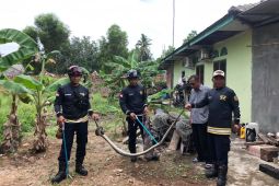 UPTD Damkar Tanjung Uban evakuasi ular piton dua meter
