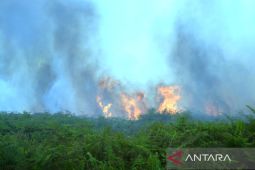 Tercatat 29,1 hektare lahan terbakar di Aceh Barat