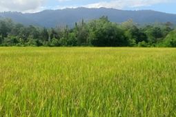 BBRMP Maluku monitoring memastikan produksi benih padi sawah di Waimital- SBB