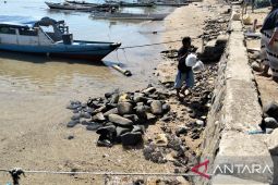 Warga Ponelo Kepulauan masih tenang hadapi peringatan dini tsunami