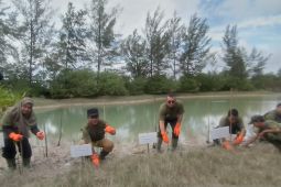 Wabup Bangka ajak swasta tanam bakau di kawasan pantai