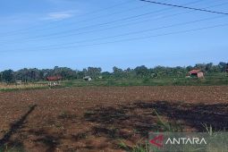 Pemkab Sumenep bantu petani bibit tembakau