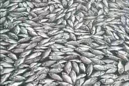 Ikan keramba jaring apung Danau Maninjau mati lima ton selama 2026