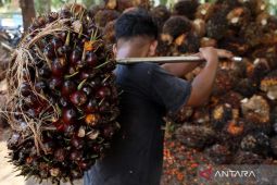 Di tengah penurunan harga TBS, PT Rimba Mujur Mahkota konsisten beli TBS sesuai ketentuan
