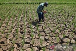 Lahan pertanian mengering di Ciamis