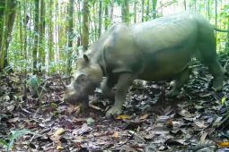 Melestarikan Badak Kalimantan lewat bayi tabung