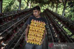 Upaya stabilisasi harga telur di tingkat peternak