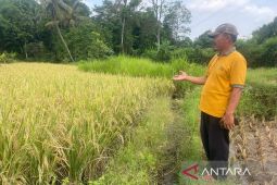 Diskatan Kuningan percepat modernisasi pertanian berbasis teknologi guna tingkatkan produktivitas