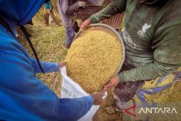 Kabupaten Bandung proyeksi produksi padi capai 520 ribu ton pada 2026