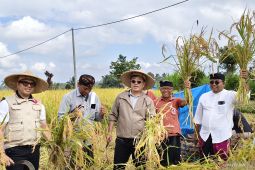Petani di Gianyar perbaiki kemasan beras varietas lokal untuk dongkrak pendapatan