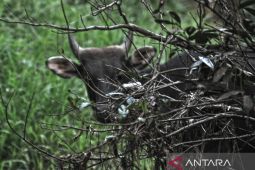 Taman Nasional Kutai jadi wadah pelestarian 324 spesies fauna
