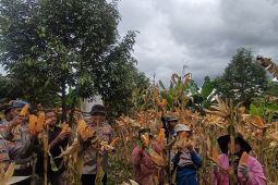 Polres Cimahi klaim hasilkan 377 ton jagung lewat program swasembada pangan
