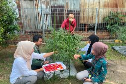 Pertamina Patra RJBB kembangkan urban farming lewat Kebun Gizi Rawajaya