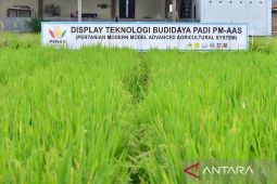 Budidaya padi produktivitas tinggi bakal dipamerkan di PENAS XVII