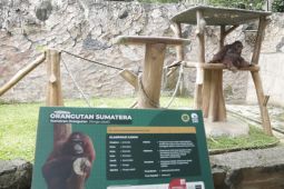 Pemkot targetkan Bandung Zoo kembali operasi dalam waktu kurang dari setahun