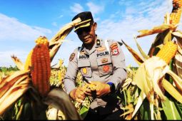 Polresta Banjarmasin panen lima ton jagung dari lahan tidur rawa