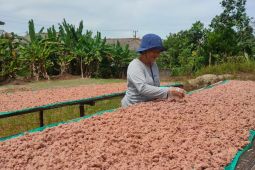 Menjaga kualitas terasi Toboali di tengah keterbatasan bahan baku