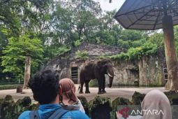 Ragunan gratiskan tiket masuk bagi pengunjung sambut HUT ke-499 Jakarta