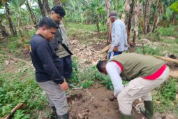 Harimau yang ketemu warga saat pergi ke kebun di Agam merupakan induk & anak