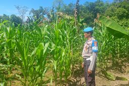 Polsek Muara Harus monitoring pertumbuhan jagung pakan Di Desa Padangin