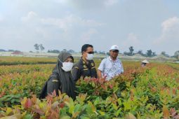Karantina Jambi pastikan 262 ribu bibit eukaliptus bebas hama