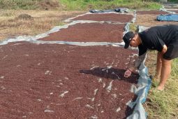 Cengkeh masih jadi andalan ekonomi petani di Lebak