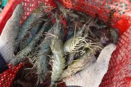 Fenomena udang naik ke daratan di Kalimantan, pakar IPB sebut ada potensi krisis oksigen