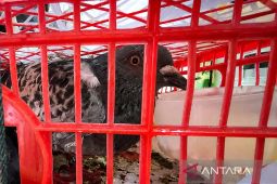 Karantina Jambi tahan hewan asal Kepri tanpa dokumen di pelabuhan