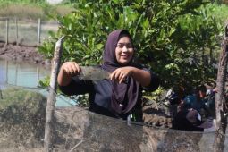 PLN gelar panen perdana bandeng Silvofishery di Kuala Satong