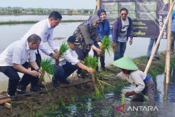 Pemkab Batang-BRIN mengembangkan budi daya padi biosalin 32 hektare