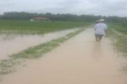50 hektare sawah terdampak banjir di Asahan