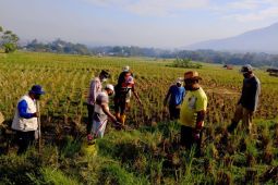 Garut gencarkan pengendalian serangan hama tikus