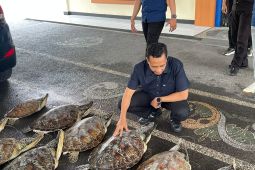 Polda Bali gagalkan penyelundupan 21 ekor Penyu Hijau di Buleleng