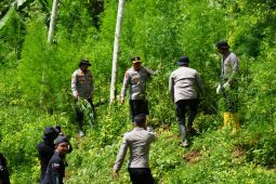 Polres Lhokseumawe tangkap dua terduga penanam ganja